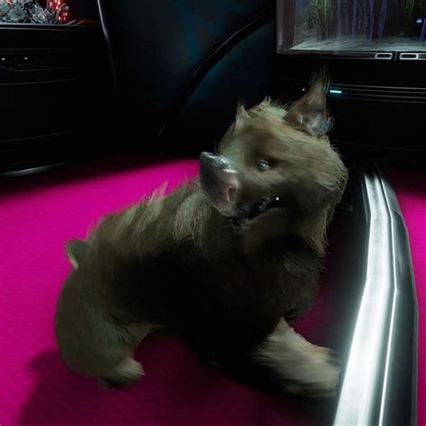 kubrow puppies for sale